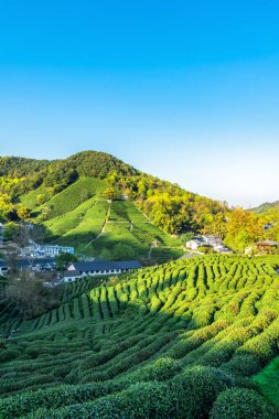 Hangzhou Batı Gölü Longjing Çay Dağı