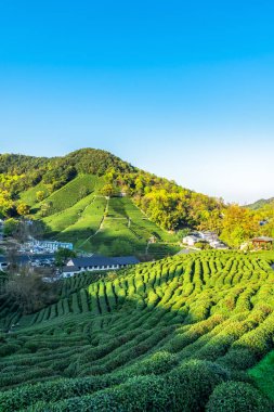 Hangzhou Batı Gölü Longjing Çay Dağı