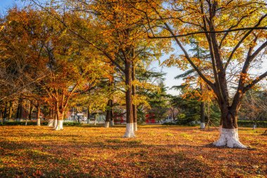 Park akçaağaç orman manzarası