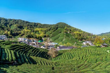 Hangzhou Batı Gölü Longjing Çay Dağı