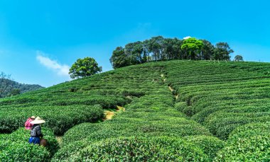 Hangzhou Batı Gölü Longjing Çay Dağı