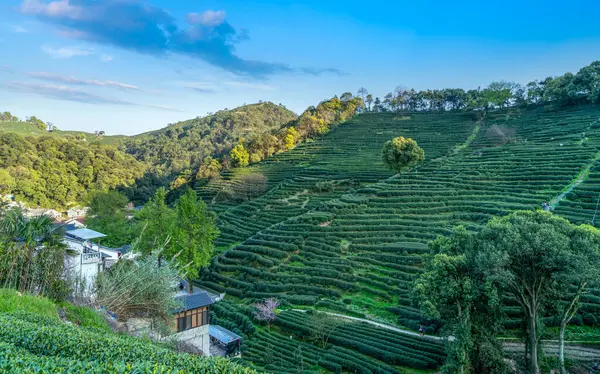 stock image Hangzhou West Lake Longjing Tea Mountain