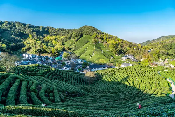 Hangzhou Batı Gölü Longjing Çay Dağı