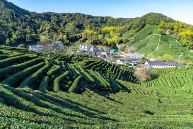 Hangzhou Batı Gölü Longjing Çay Dağı