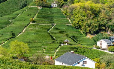 Hangzhou Batı Gölü Longjing Çay Dağı