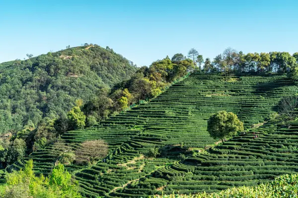 stock image Hangzhou West Lake Longjing Tea Mountain