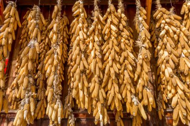 Sonbahar hasadı mısır tarlasında mısır ve kırsal alanda taba şarap