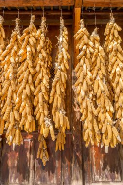 Sonbahar hasadı mısır tarlasında mısır ve kırsal alanda taba şarap