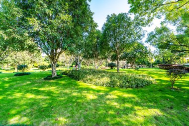 Park güneşi çimenleri yeşil orman