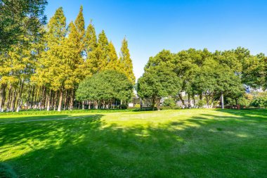 Park güneşi çimenleri yeşil orman