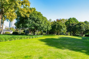 Park güneşi çimenleri yeşil orman