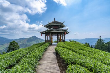 Sanjiang Buyang Xianren Ekolojik Çay Dağı Çay Tarlası