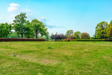 Mavi Gök ve Çimen Yeşil Orman