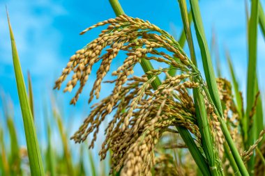 Pirinç tarlalarındaki pirinç tohumlarına yakın çekim. Güzel altın pirinç fi