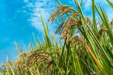 Pirinç tarlalarındaki pirinç tohumlarına yakın çekim. Güzel altın pirinç fi