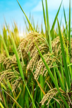 Pirinç tarlalarındaki pirinç tohumlarına yakın çekim. Güzel altın pirinç fi