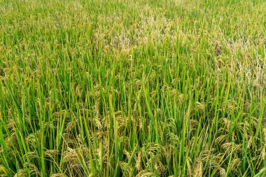 Pirinç tarlalarındaki pirinç tohumlarına yakın çekim. Güzel altın pirinç fi