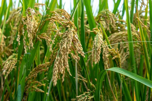 stock image Close -up of rice seeds in rice fields. Beautiful golden rice fi