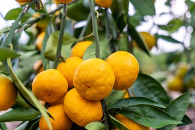 Orange Farm 'daki El ve Portakalları Güzel Güneş Işığıyla Kapatın