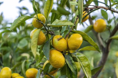 Orange Farm 'daki El ve Portakalları Güzel Güneş Işığıyla Kapatın
