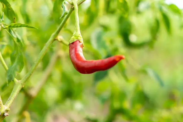 stock image Beautiful chili peppers on the bushes. Red chili peppers on the 