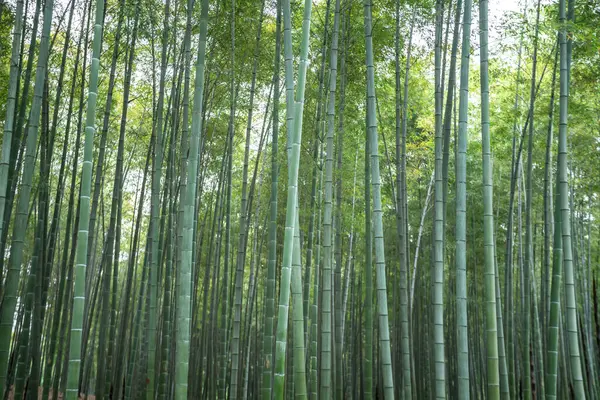 Bambu ormanında açık hava derin doğal manzara