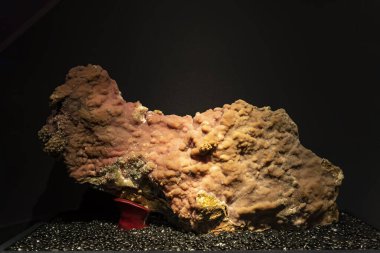 Güzel bir kuvars kristalinin detaylı bir yakın çekimi.