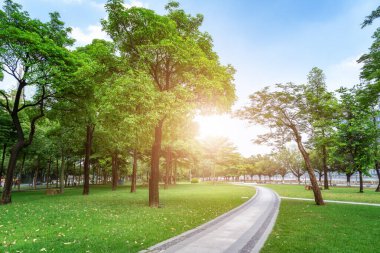 Park güneşi yeşil orman arka planı