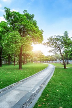 Park güneşi yeşil orman arka planı