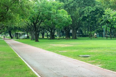 Park güneşi yeşil orman arka planı
