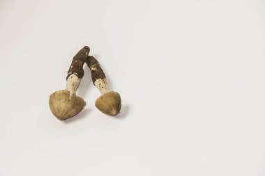 Termitomyces fuliginosus Heim, yağmur mevsiminde bulunabilen vahşi bir mantar türü. Beyaz arka planda yüksek protein mantarı besler