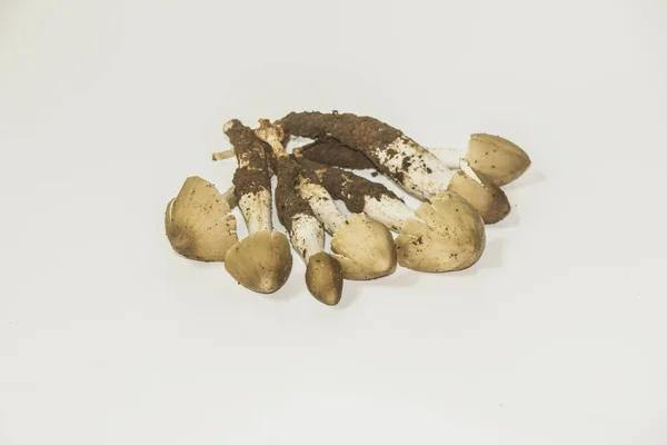 Termitomyces Fuliginosus Heim 우기에 수있는 버섯이다 바탕에 — 스톡 사진