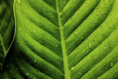 Doğa arkaplanı için soyut yeşil yaprak dokusu