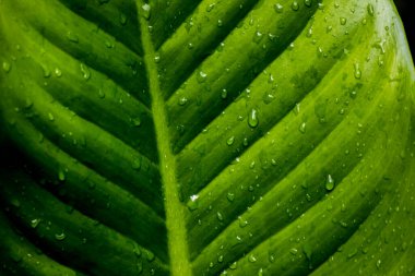 Yeşil yaprakların ve arka planın yakın doğa görüntüsü. Karanlık doğa kavramı.