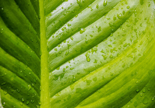 abstract texture background Detail of a leaf with water droplets