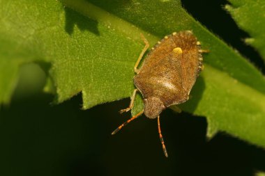 Bahçede yeşil yaprak olmayan Peribalus strictus ender bulunan Baharat kalkan böceğinin detaylı görüntüsü