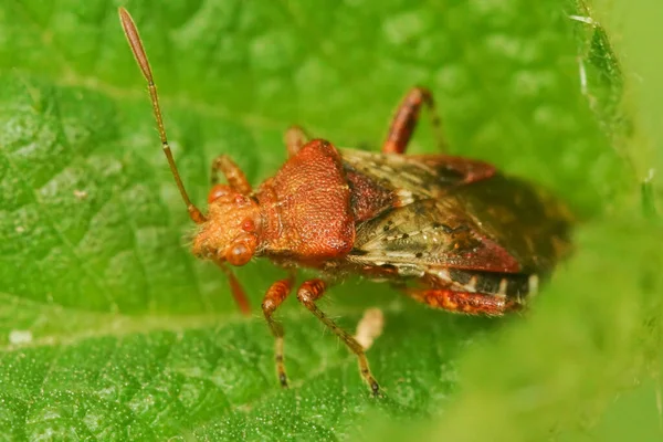 Closeup Red Colored Adult Scentless Rhopalid Plant Bug Rhopalus Subrufus — Stock Photo, Image