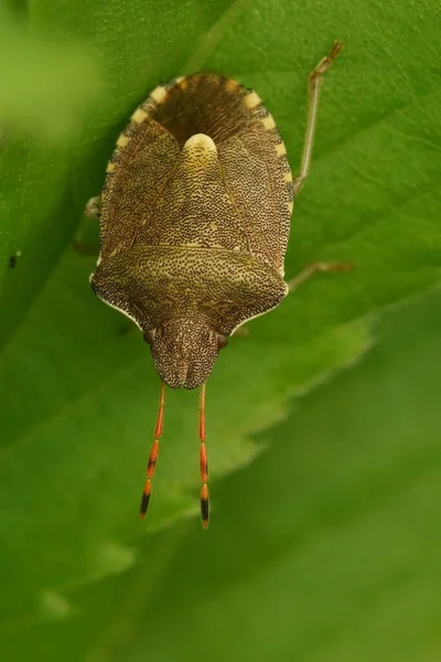 Κάθετη Cetailed Closeup Στο Σπάνιο Vernal Shieldbug Peribalus Strictus Κάθεται — Φωτογραφία Αρχείου