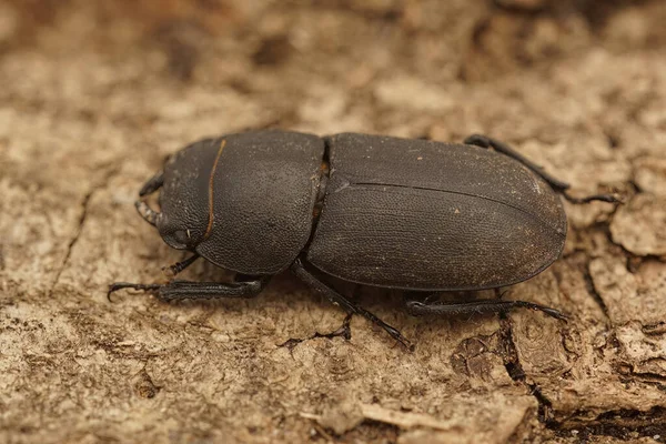 Primer Plano Del Escarabajo Menor Dorcus Parallelipipedus Gard Francia — Foto de Stock