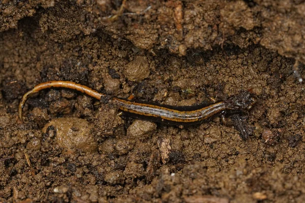 Close Een Volwassen Longloze Western Redback Salamander Plethodon Vehiculum Southen — Stockfoto