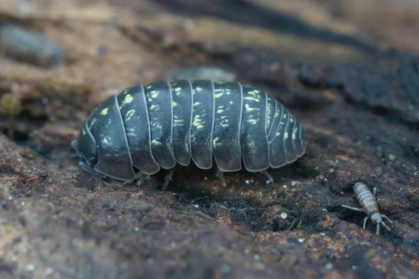 Szczegółowe Zbliżenie Popularnych Pigułki Bug Woodlice Common Pill Bug Armadillidium — Zdjęcie stockowe