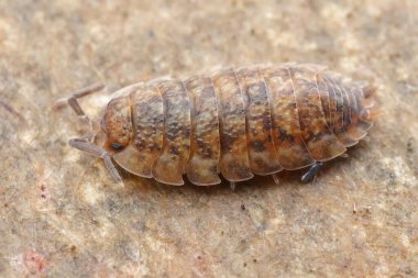 Anormal turuncu renkli Avrupalı kaba bit, mukavva üzerinde Porselen pulu