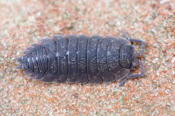 stock image Closeup on abnormal blue-purple colored European common rough woudlouse, Porcellio scaber on cardboard