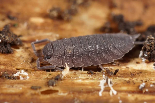 stock image Detailed closeup on on the European common grey rough woodlouse, Porcellio scaber