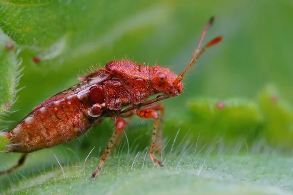 Close Een Rood Gekleurde Volwassen Reukloze Rhopalid Plant Bug Rhopalus — Stockfoto