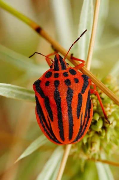 Parlak kırmızı renkli Akdeniz çizgili kalkan böceği, Graphosoma yarı puntatum 'un detaylı görüntüsü