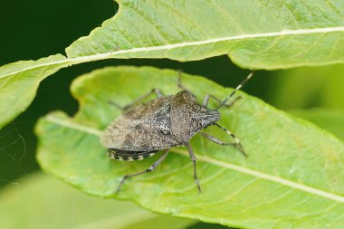 Avrupa benekli kalkan böceği, Rhaphigaster nebulosa bahçede yeşil bir yaprak üzerinde oturan