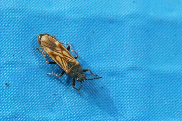 Ischnodemus Sabuleti 'nin bahçedeki mavi plastiğin üzerinde oturduğu küçük Avrupa çukur böceğinin detaylı görüntüsü.