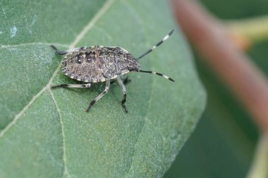 Avrupa benekli kalkan böceği, Rhaphigaster nebulosa bahçede yeşil bir yaprak üzerinde oturan