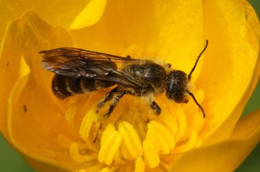 Erkek, büyük bir sciccor arı, Chelostoma Florisomne 'un ev sahibinin üzerinde sarı bir düğün çiçeği var.